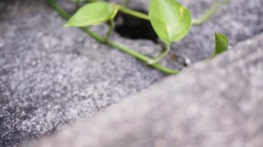 Planda Epipremnum aureum yaprağını yavaş çekimde kaydır