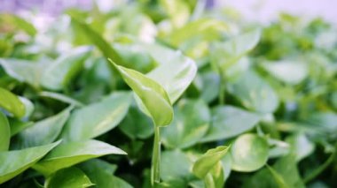 Planda Epipremnum aureum yaprağını yavaş çekimde kaydır