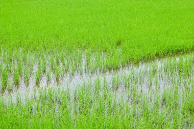 Canlı pirinç tarlaları sürdürülebilir tarım uygulamalarını vurgulayan verimli bir tarım manzarasında sulama teknikleri sergiliyor.