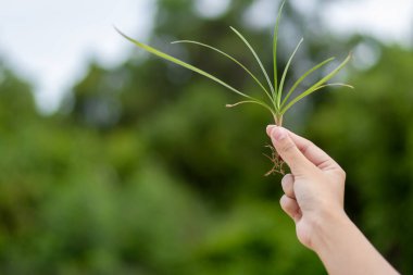 Bir el, büyümeyi ve yemyeşil ortamda doğanın güzelliğini simgeleyen genç bir bitkiyi tutuyor..