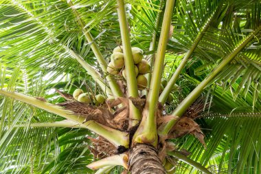 Bereketli tropikal bir ortamda hindistan cevizi hasadının güzelliğini keşfedin sürdürülebilir yaşam sergiliyor.