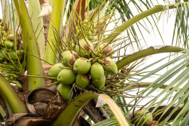 Doğanın cömertliğini gösteren tropik bir cennette büyüyen canlı yeşil hindistan cevizlerinin güzelliğini keşfedin..