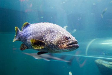 Şaşırtıcı bir balık akvaryumda süzülür ve su altı yaşamının güzelliğini gösterir..