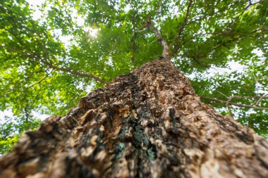 Güçlü gövdesini ve aşağıdan canlı yapraklarını gösteren çarpıcı bir ağaç manzarası..