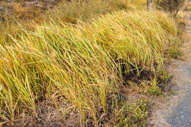 Sonbahar esintisinde sallanan altın otların sakin bir sahnesi doğanın sakin güzelliğini gözler önüne seriyor..