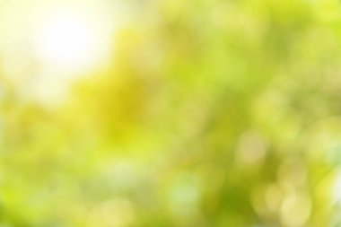 Sıcak güneş ışığıyla soyut ağaç bokeh arkaplanı.