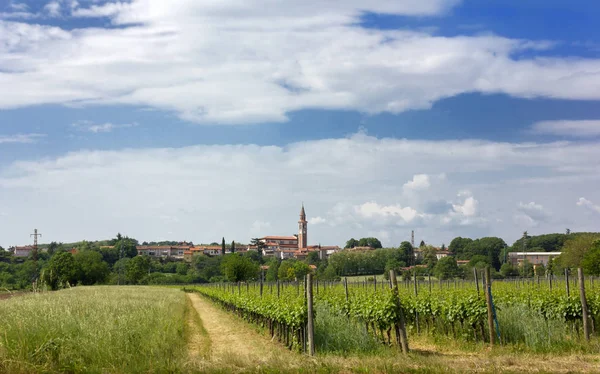 Село Lucinico Поблизу Італія Навесні Виноградниками Передньому Плані — стокове фото