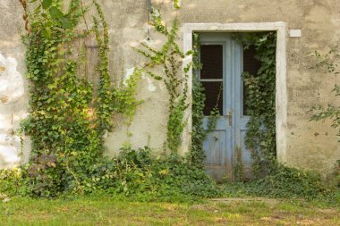 Ivy tarafından işgal bir terk edilmiş ülke evin cephe