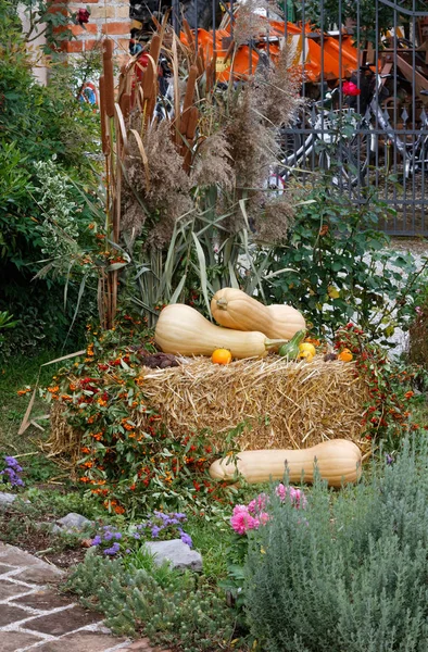 Прикраса Гарбузами Квітами Фруктами Овочами Маленькому Саду — стокове фото