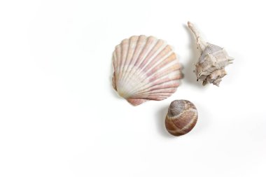 İki izole kabukları ve bir salyangoz kabuğu