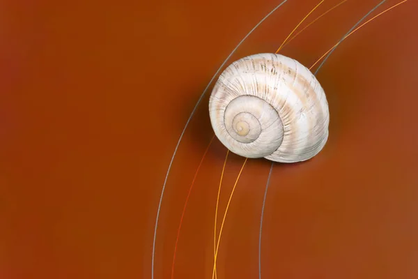 Slak Shell Een Oranje Achtergrond Met Een Patroon Van Gekleurde — Stockfoto