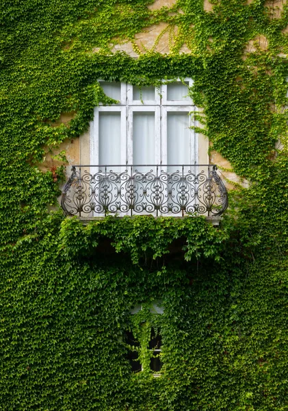 Ivy καλυμμένη πρόσοψη ενός ιστορικού κτηρίου — Φωτογραφία Αρχείου