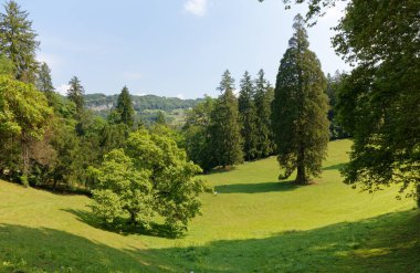 Park Wiith Asırlık Ağaçlar