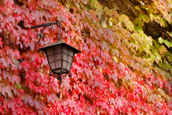Classic Outdoor Lamp on a Leaf-covered Wall in Autumn