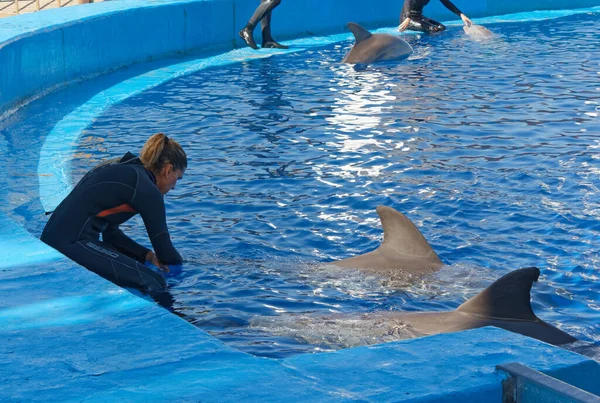 瓦伦西亚 西班牙 2014年4月22日 海豚与训练者在海洋水族馆内的海豚馆互动 — 图库照片