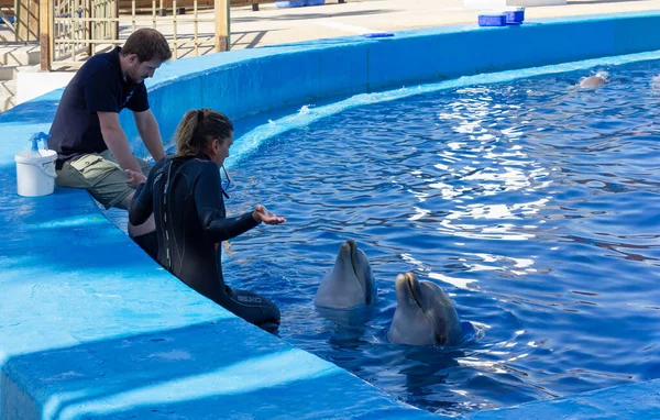 Валенция Испания Апреля 2014 Года Дельфины Взаимодействуют Своими Тренерами Дельфинарии — стоковое фото