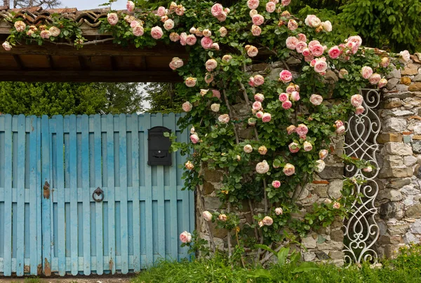 Αναρρίχηση Τριαντάφυλλα Διακόσμηση Ένα Ανοιχτό Μπλε Ξύλινη Πύλη — Φωτογραφία Αρχείου