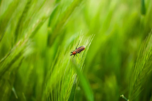 在小麦的耳朵上的昆虫 昆虫的生命 — 图库照片
