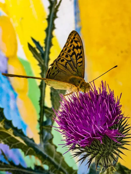 butterfly on a flower. Fragment of the life of a butterfly. Collection of pollen