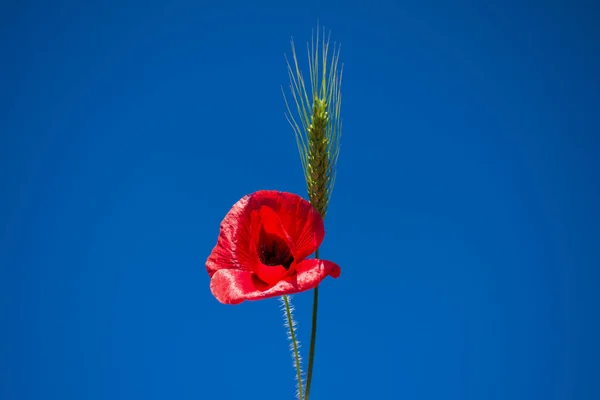 Spiga Grano Papavero Rosso Sfondo Cielo Blu — Foto Stock