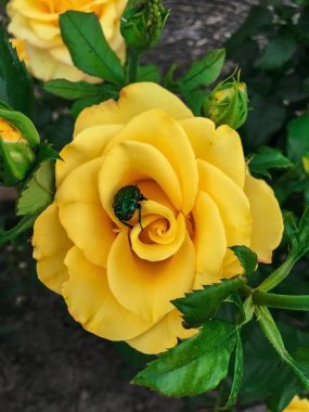 Bir bahçede tek karmaşık gül