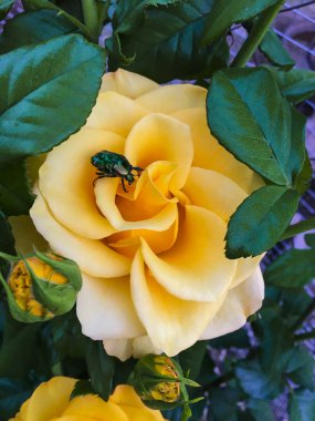 Bir bahçede tek karmaşık gül