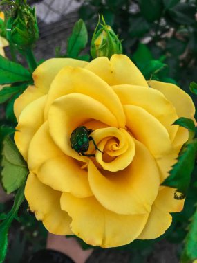 Bir bahçede tek karmaşık gül