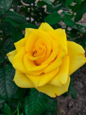 Bir bahçede tek karmaşık gül