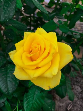 Bir bahçede tek karmaşık gül