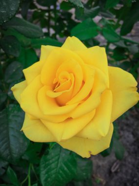 Bir bahçede tek karmaşık gül