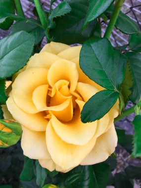 Bir bahçede tek karmaşık gül