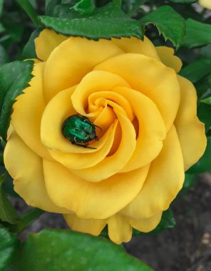 Bir bahçede tek karmaşık gül