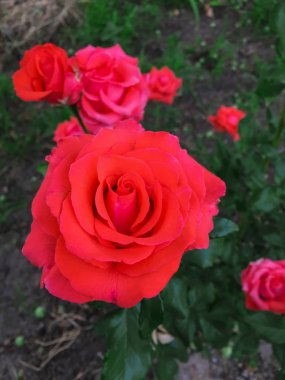 Bir bahçede tek karmaşık gül