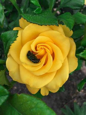 Bir bahçede tek karmaşık gül