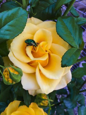 Bir bahçede tek karmaşık gül