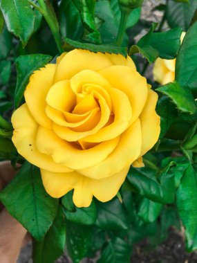 Bir bahçede tek karmaşık gül