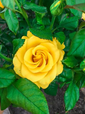 Bir bahçede tek karmaşık gül