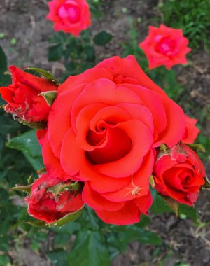 Bir bahçede tek karmaşık gül