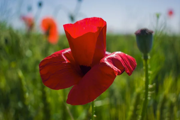 Červený Mák Detail Proti Pšeničné Pole — Stock fotografie