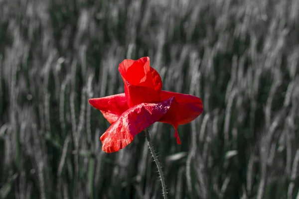 Gros Plan Pavot Rouge Contre Champ Blé — Photo