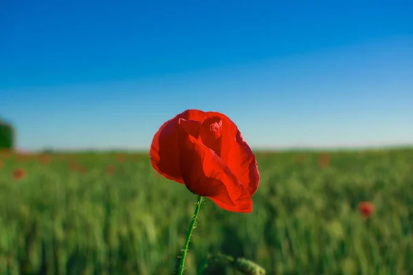 Fleurs Coquelicot Rouge Fleurit Sur Champ Sauvage Beau Champ Coquelicots — Photo