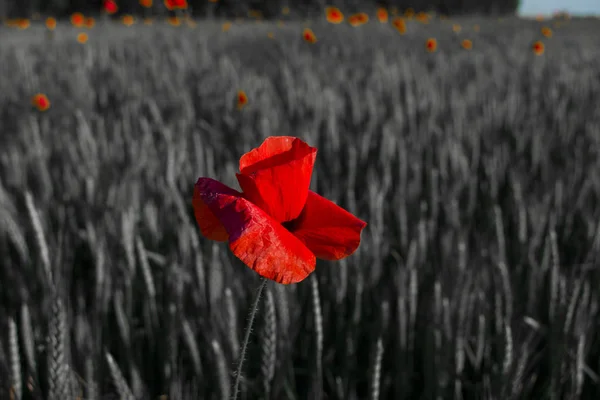 Vahşi Alanda Çiçek Kırmızı Haşhaş Çiçeği Seçici Odak Ile Güzel — Stok fotoğraf