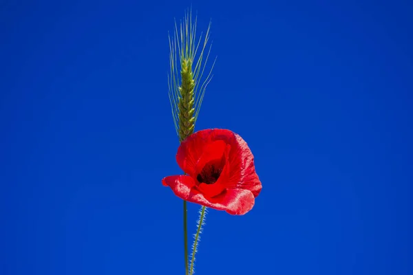 Ucho Červený Mák Pšenice Pozadí Oblohy — Stock fotografie