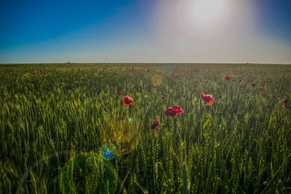 Champ Coquelicots Blé — Photo