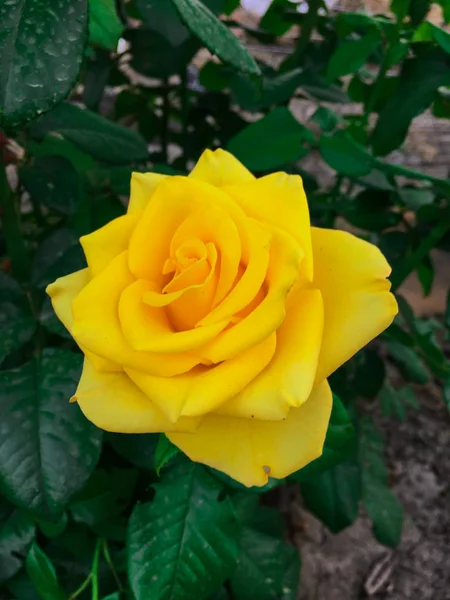 Bir bahçede tek karmaşık gül