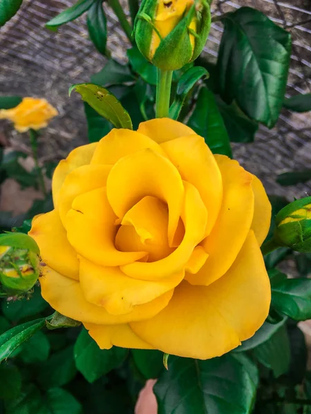 Bir bahçede tek karmaşık gül