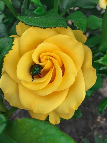 Bir bahçede tek karmaşık gül