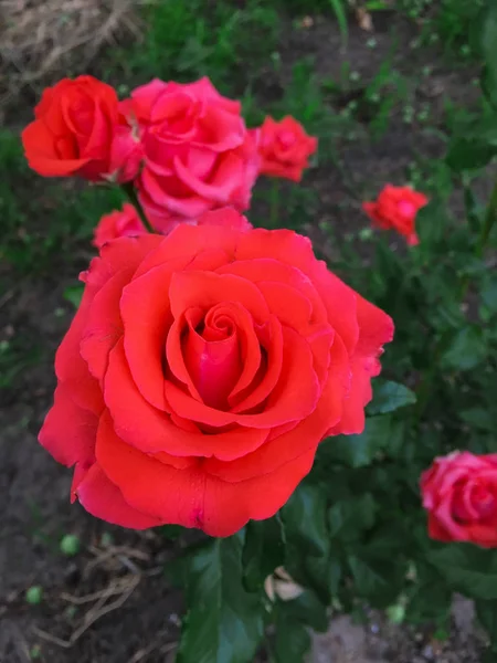 Bir bahçede tek karmaşık gül