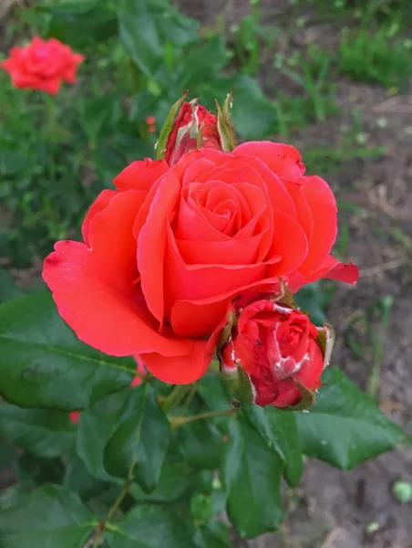 Single Complex Rose Garden — Stock Photo, Image