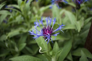 Alışılmadık bir bahçe mavi çiçek. Bahçe bitki örtüsü